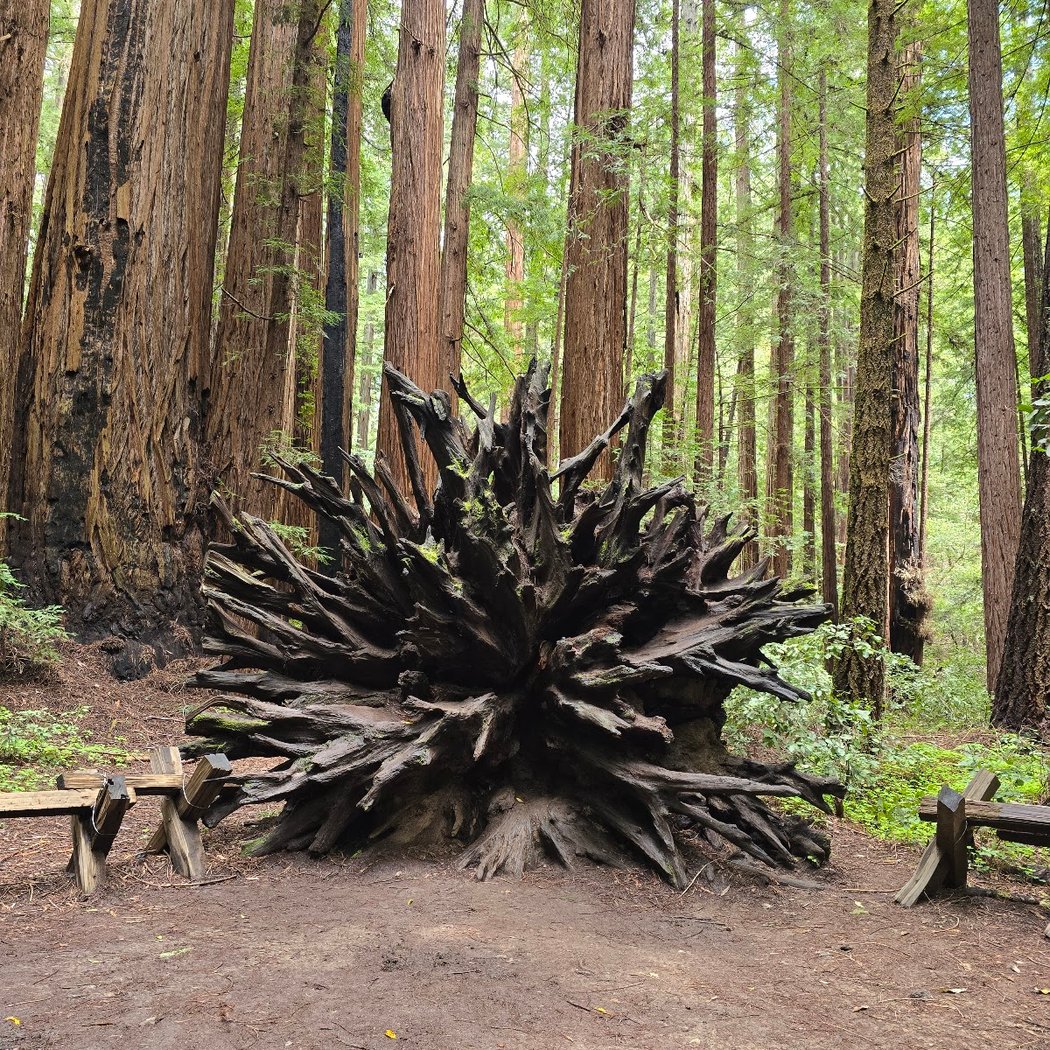 Redwoods Reset: A Contemplative Forest Immersion 3