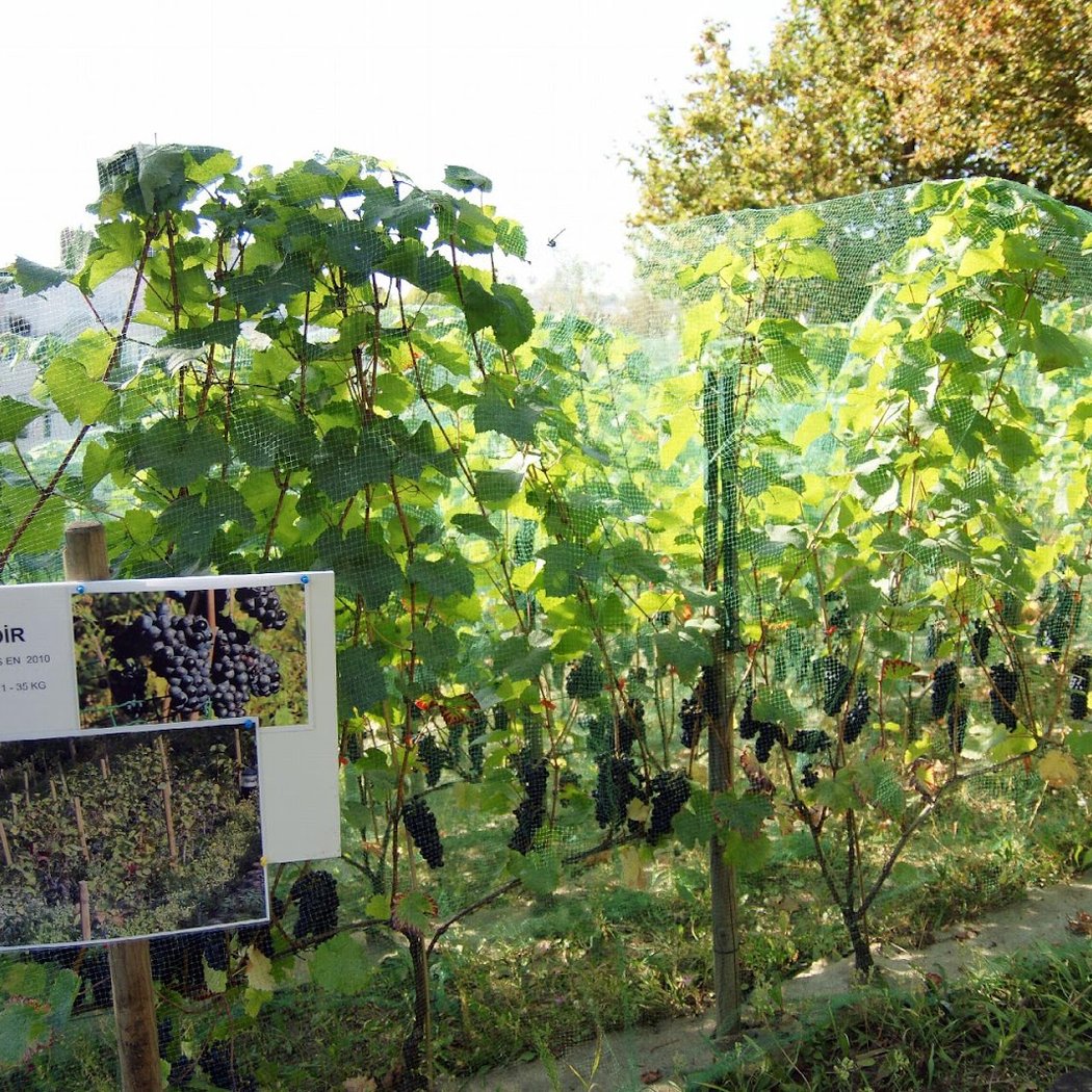 Vigne de la butte Bergeyre 3