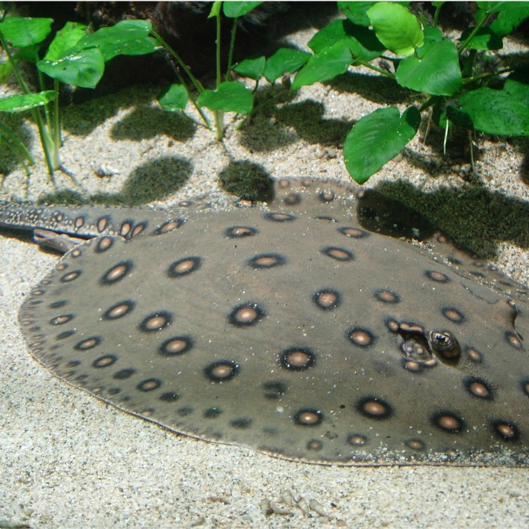 Aquarium des Tropiques 2