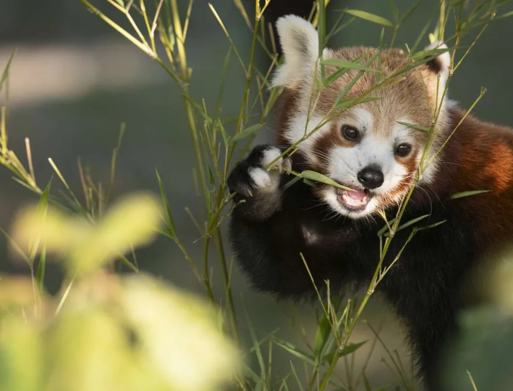 Rencontre avec les pandas roux 1