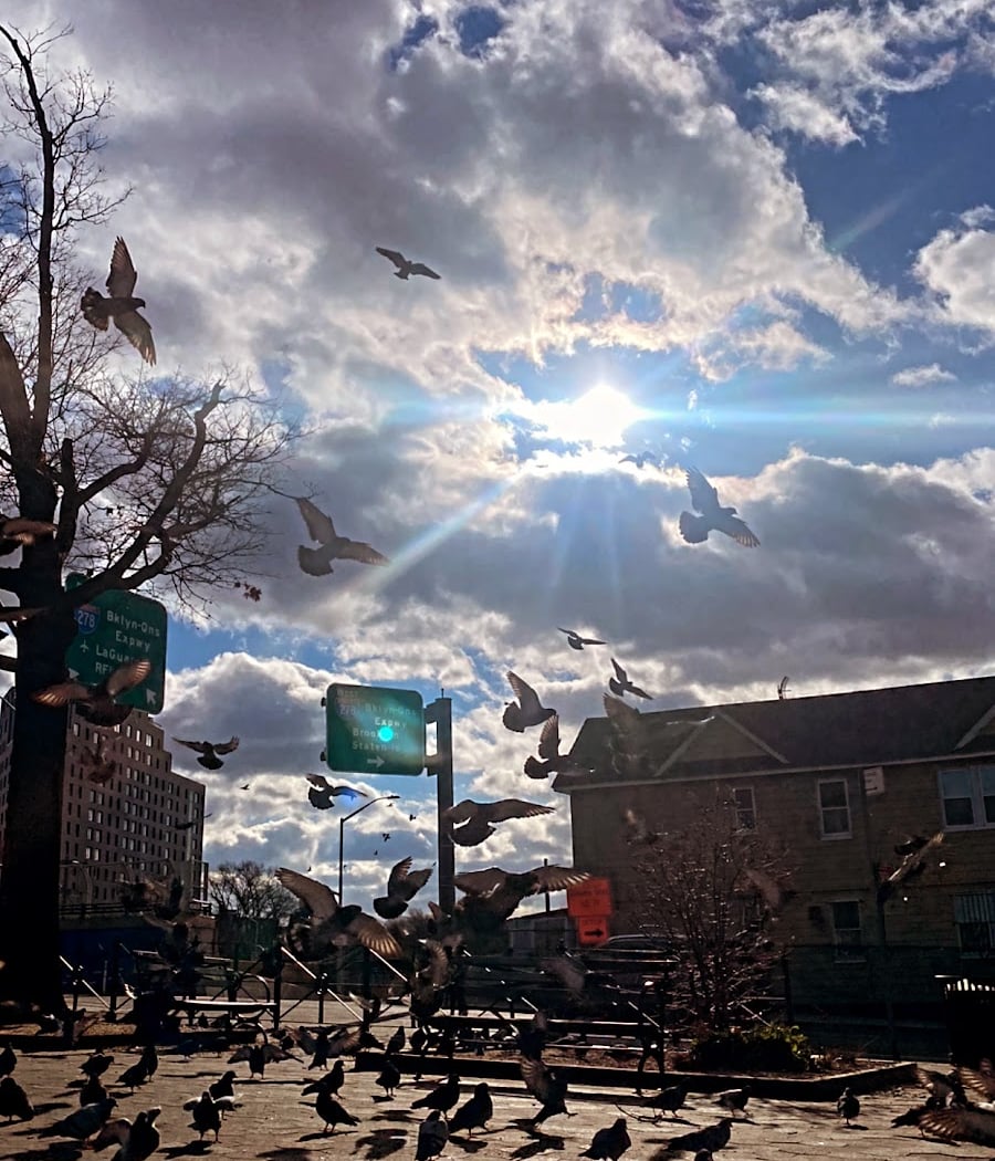 Pigeon Paradise 1