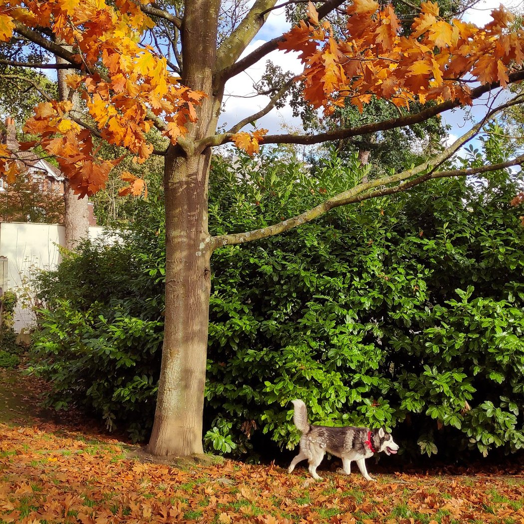 Parc à chiens 1