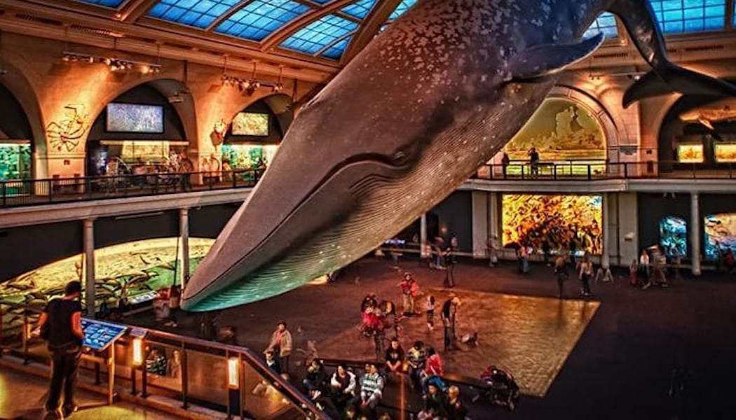 Museum Of Natural History Scavenger Hunt