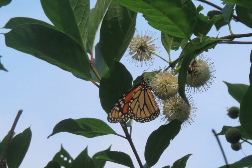 Van Cortlandt Nature Walk Group 1