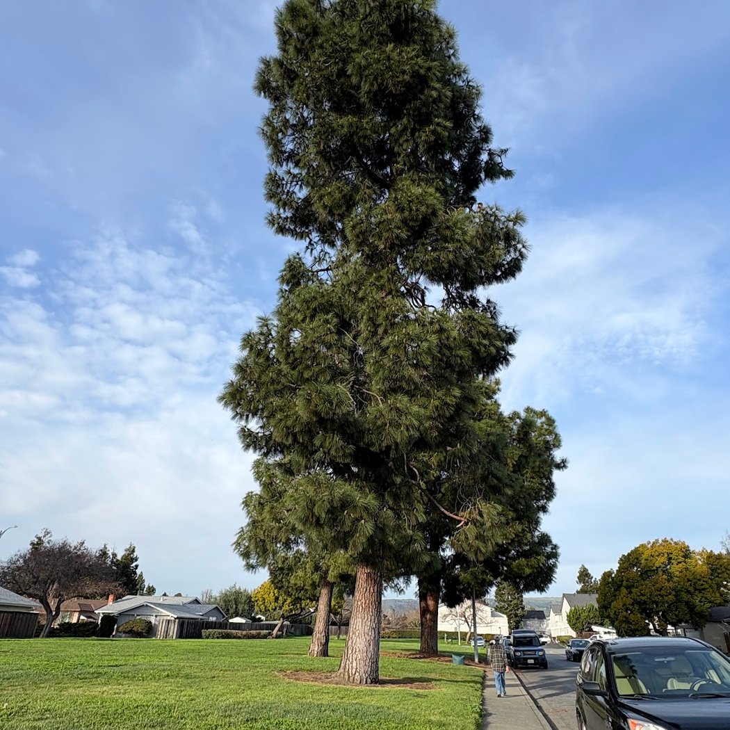 Cabrillo Trail Park 3