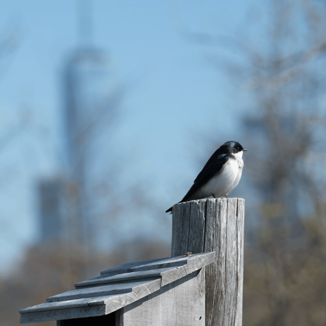 Weekly Bird Tour 2