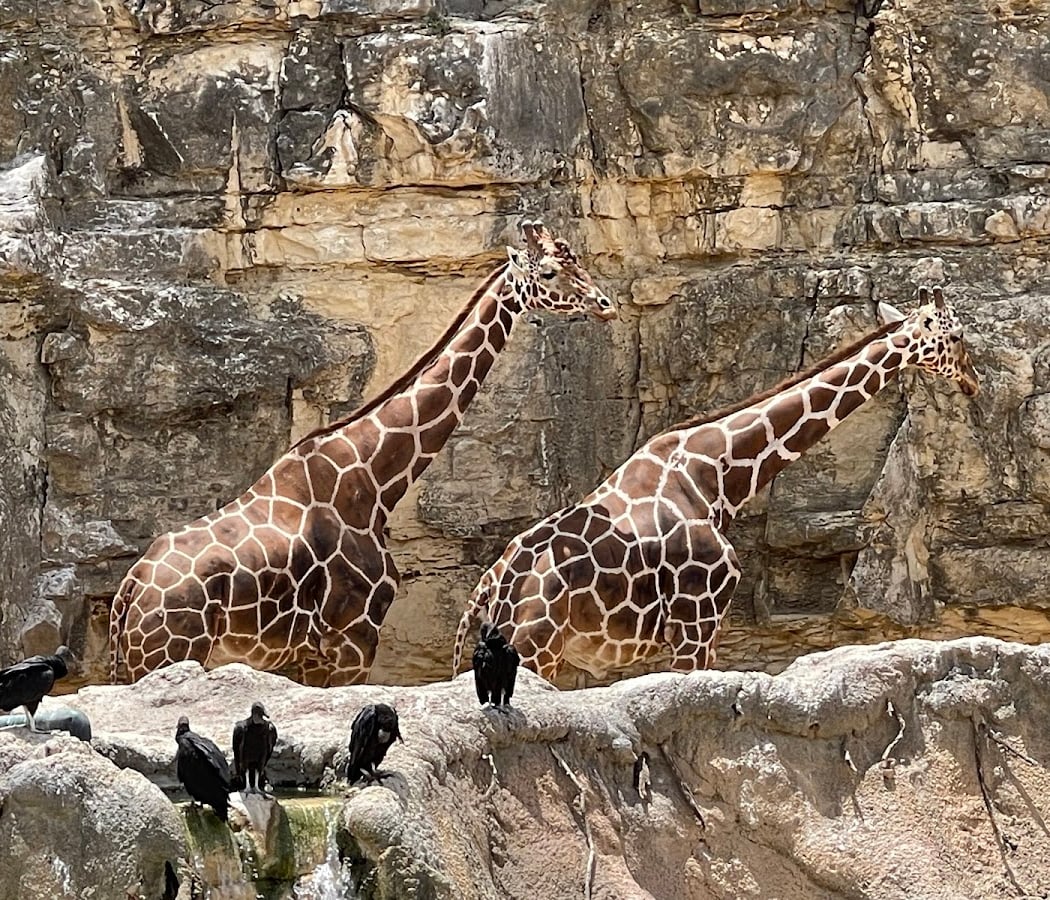 Locals Day at San Antonio Zoo 1