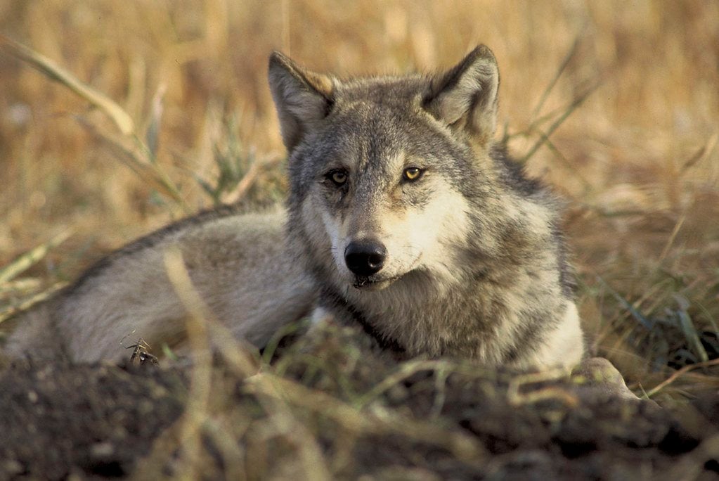 Wild Canines Program 1