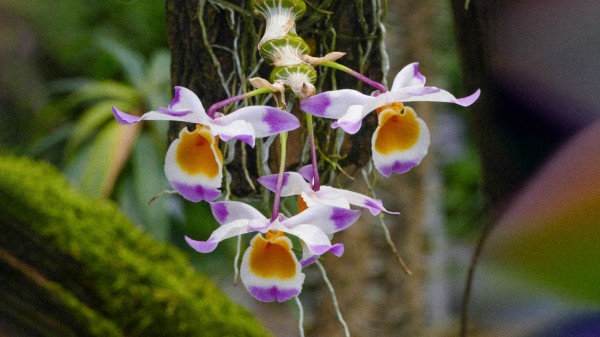 Mille et une orchidées 1