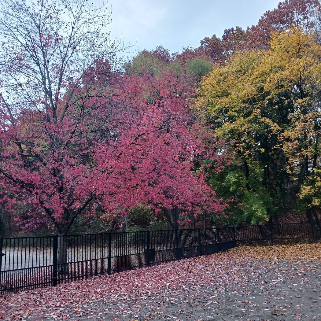 Van Saun Dog Park 3