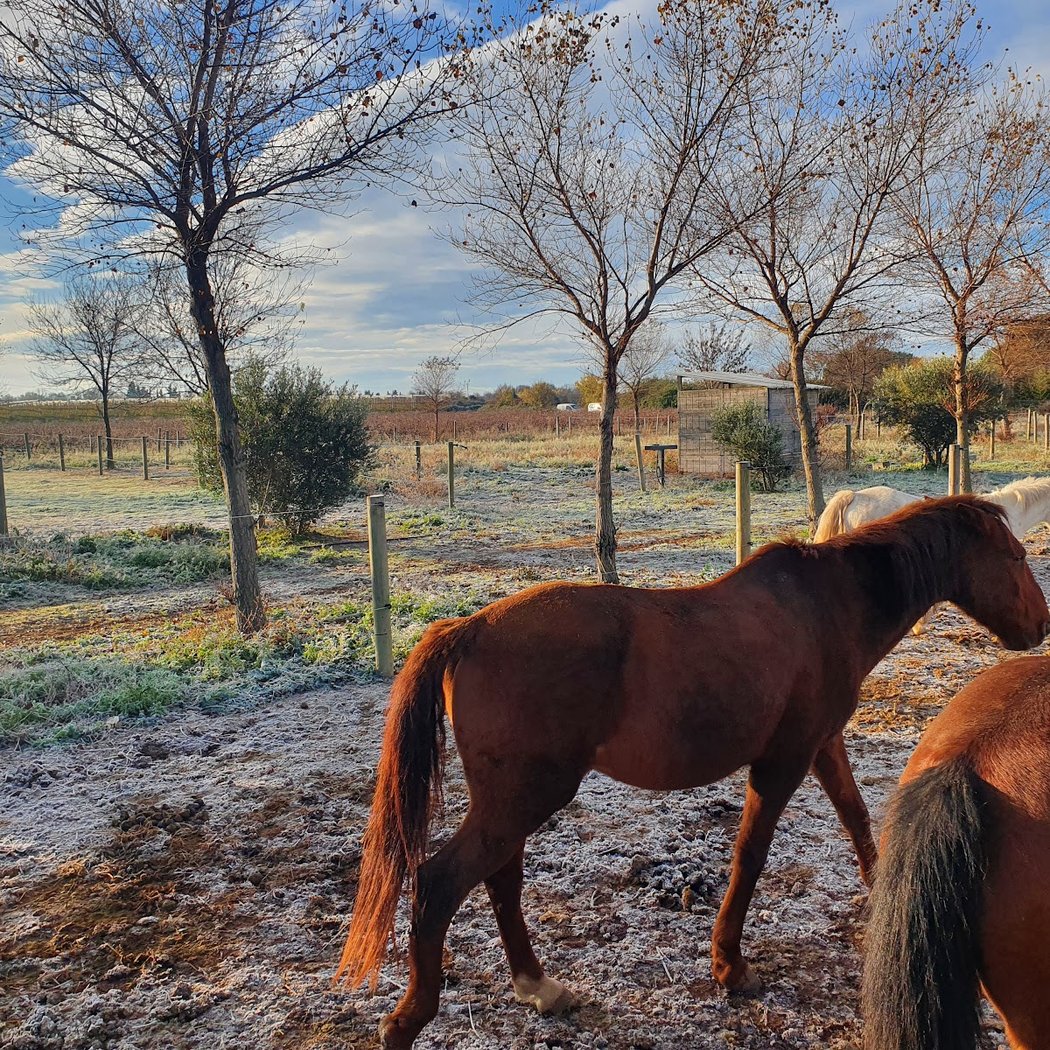 Les Ecuries de Lansargues, centre equestre 1
