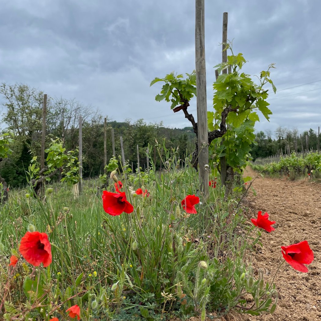 Crozes-Hermitage 2