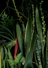 Le jardin des délices : Luzia Simons 1