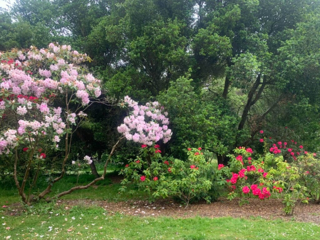 John McLaren Memorial Rhododendron Dell 2