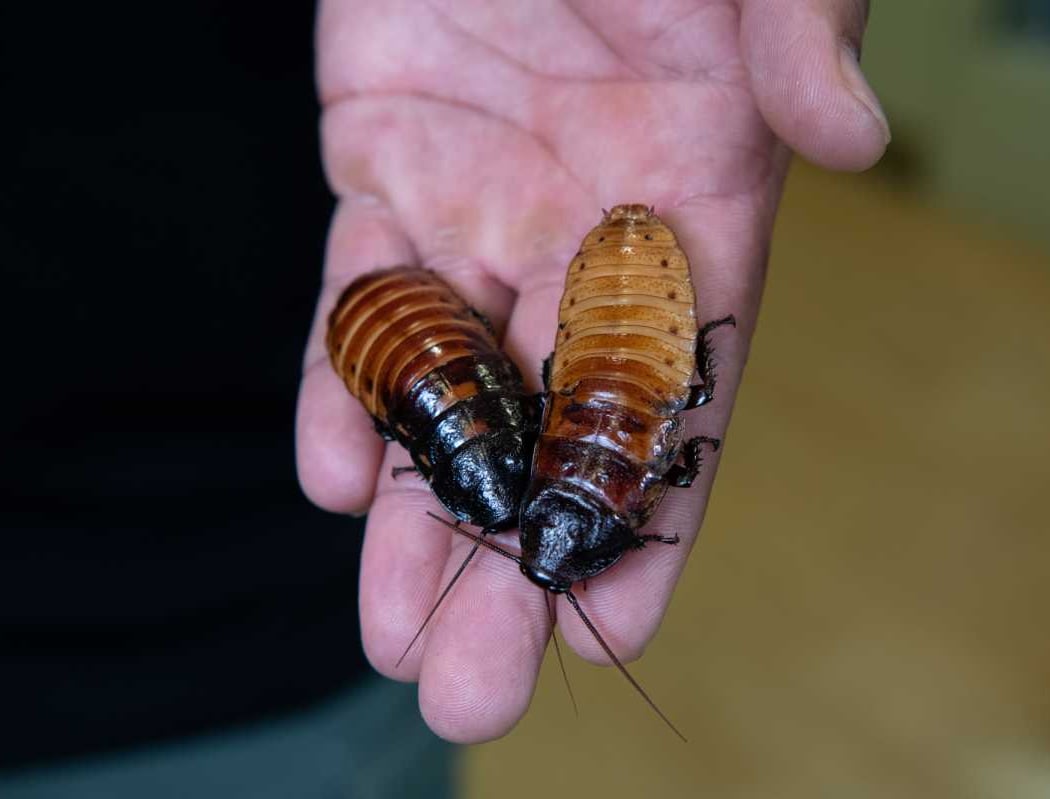 Bronx Zoo’s ‘Name a Roach’ 1