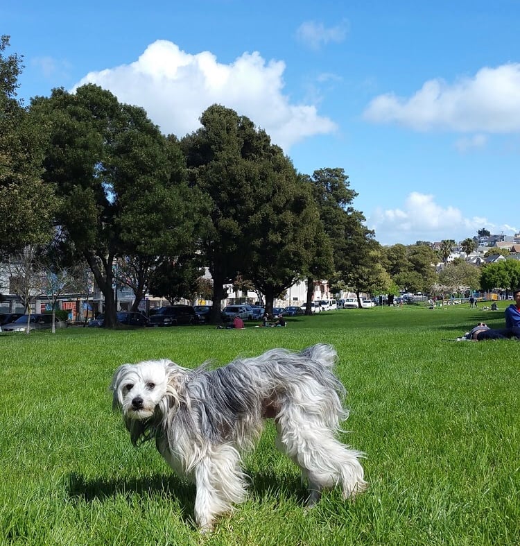 Precita Park 3