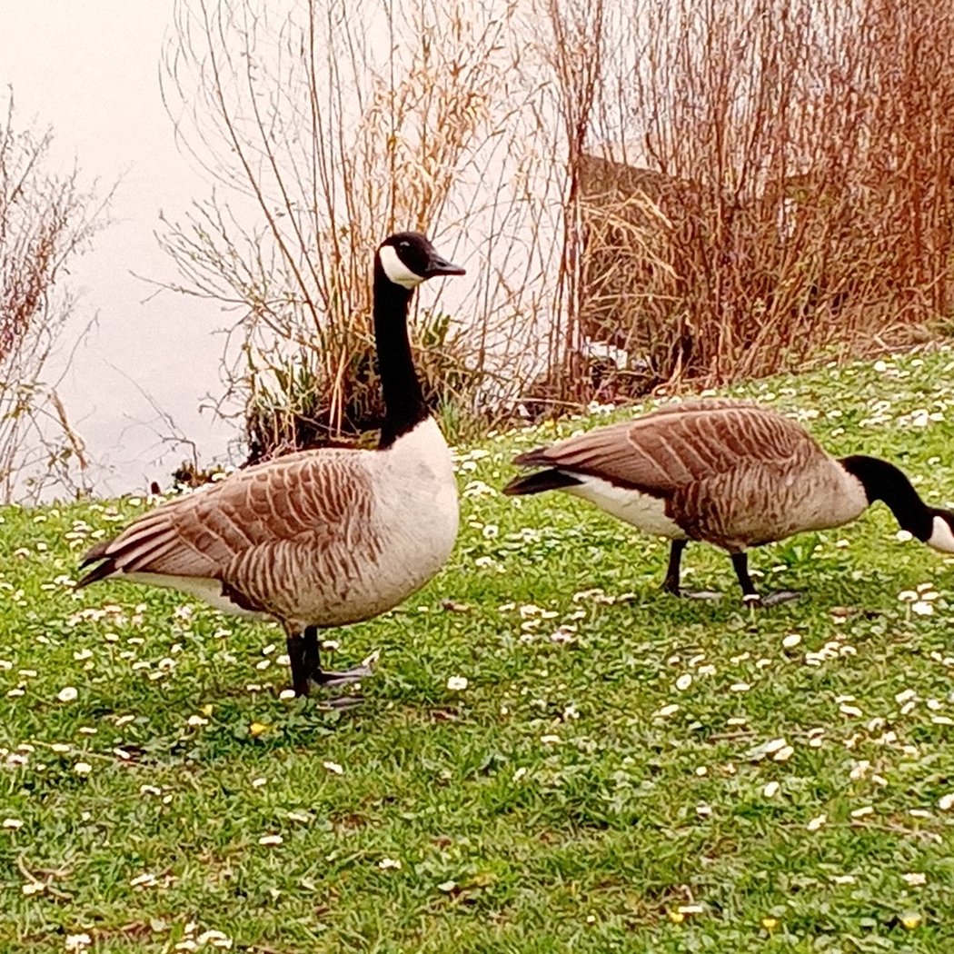 Berges de seine- Bernaches du Canada 2