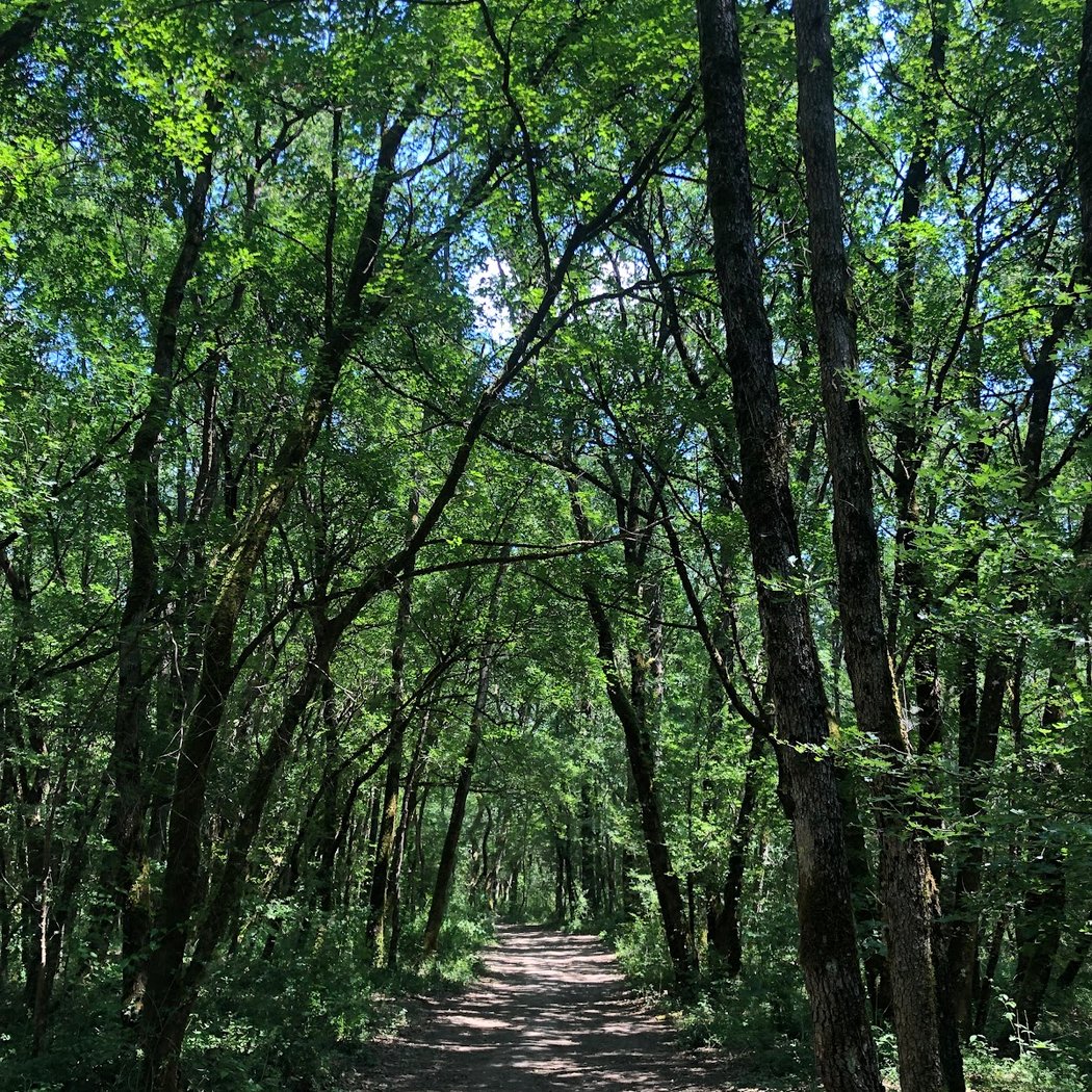 Foret de Benon 1