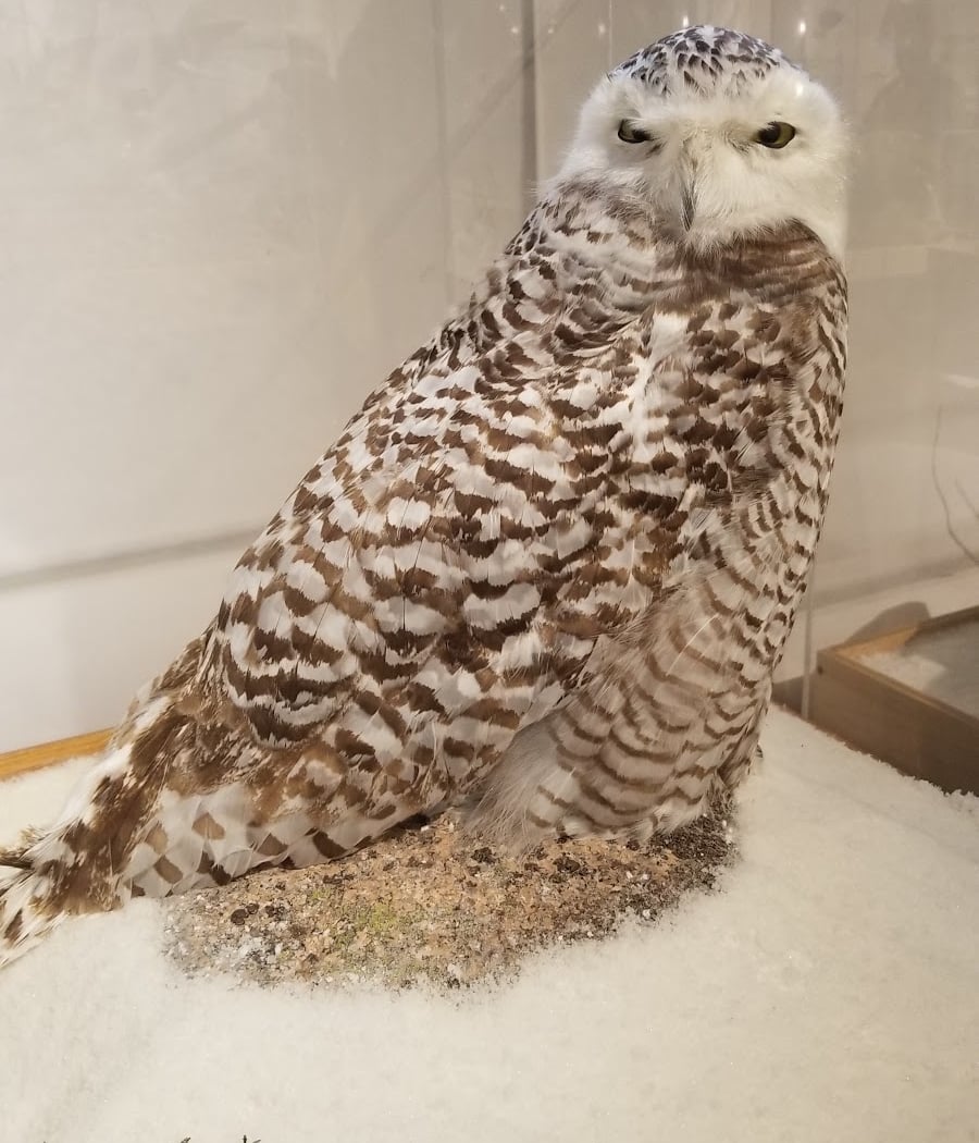 George B. Dorr Museum of Natural History 2