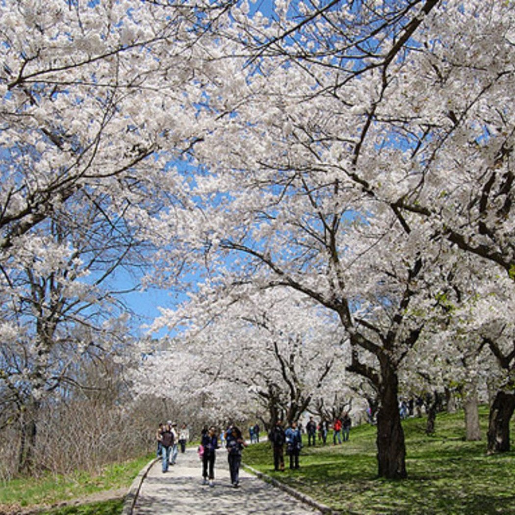High Park 3