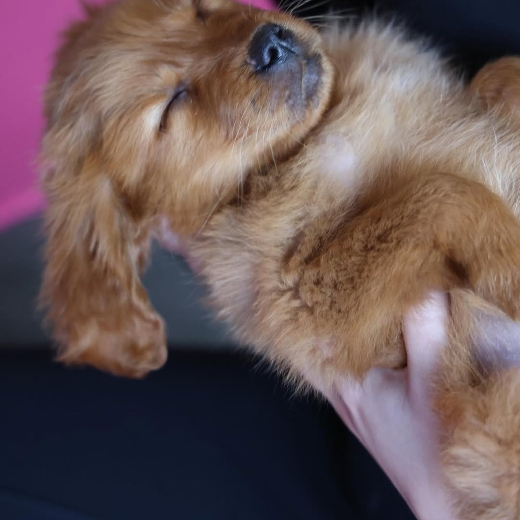 Golden Retriever Puppy Yoga 3
