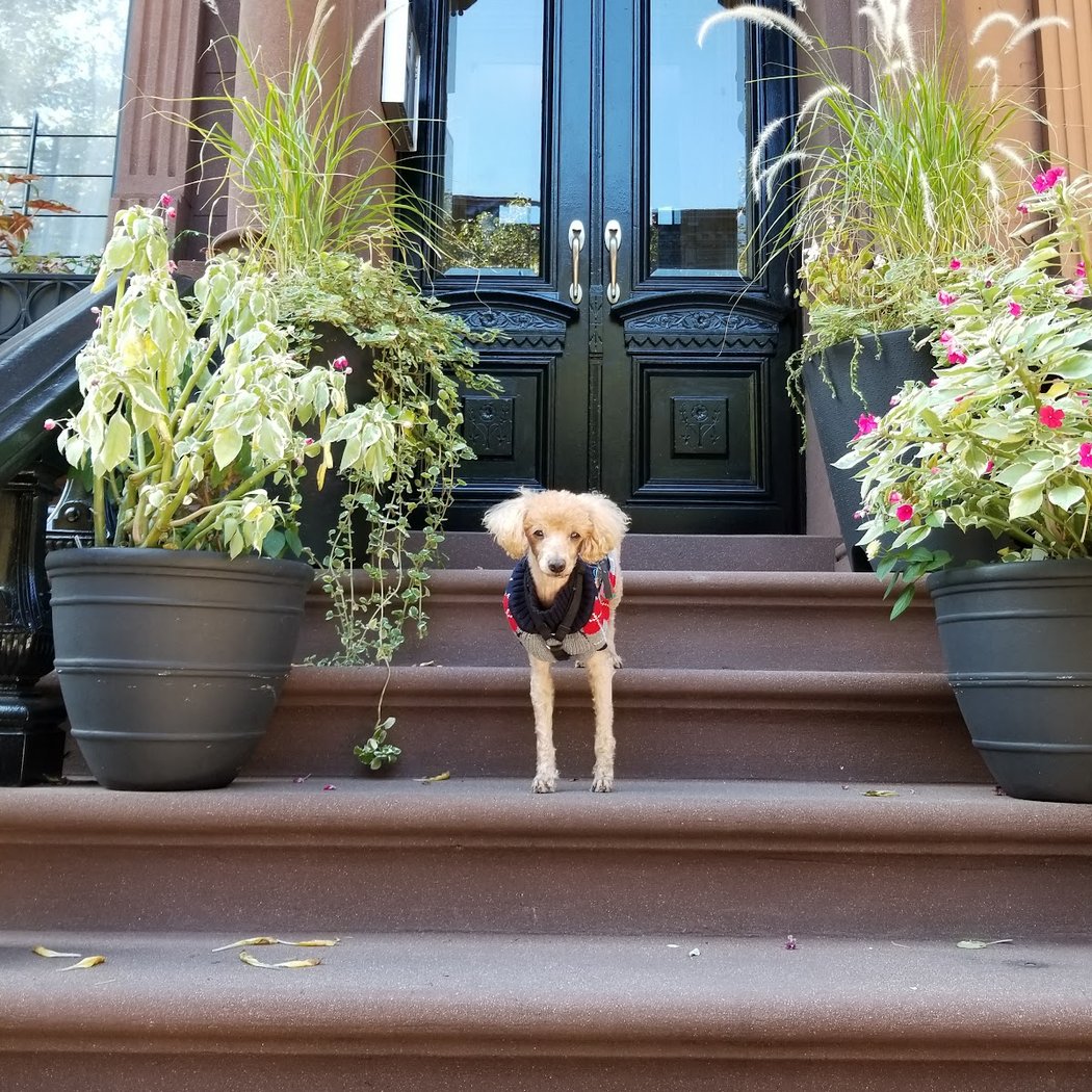 Astor Row Houses 4