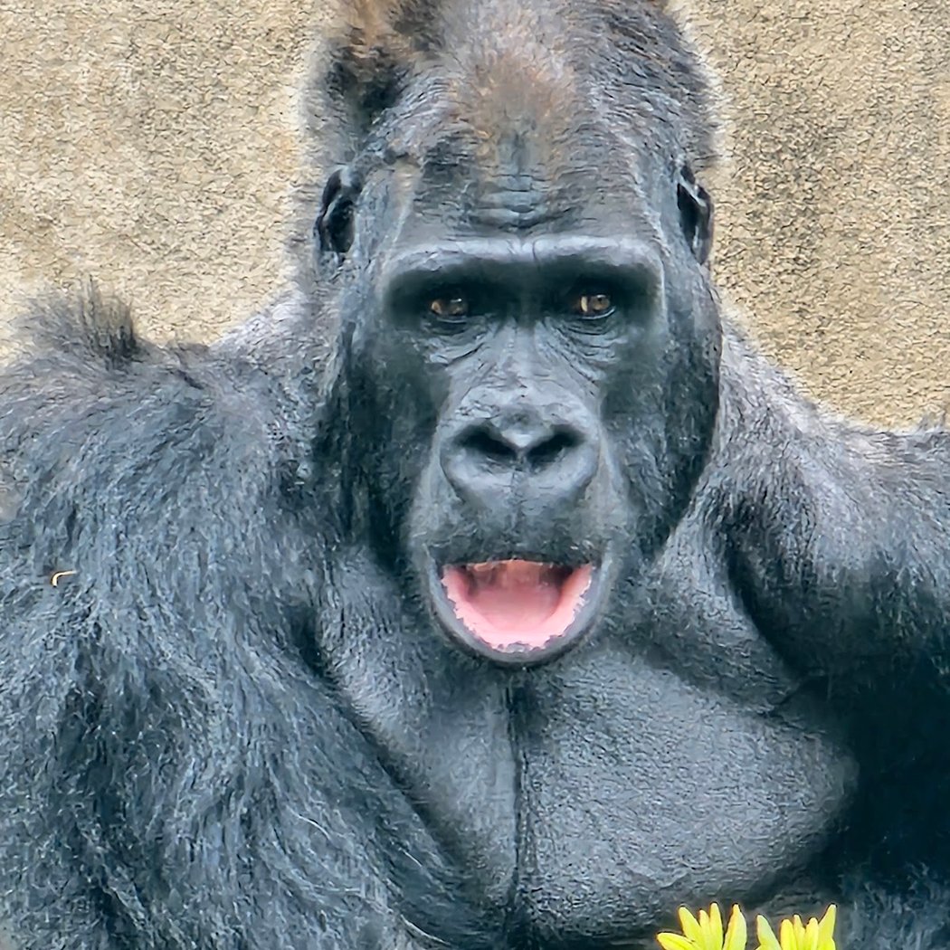 SF Zoo BOGO Admission 1