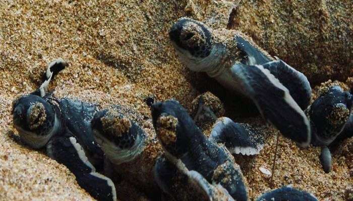 Kosgoda Sea Turtle Conservation Project 3