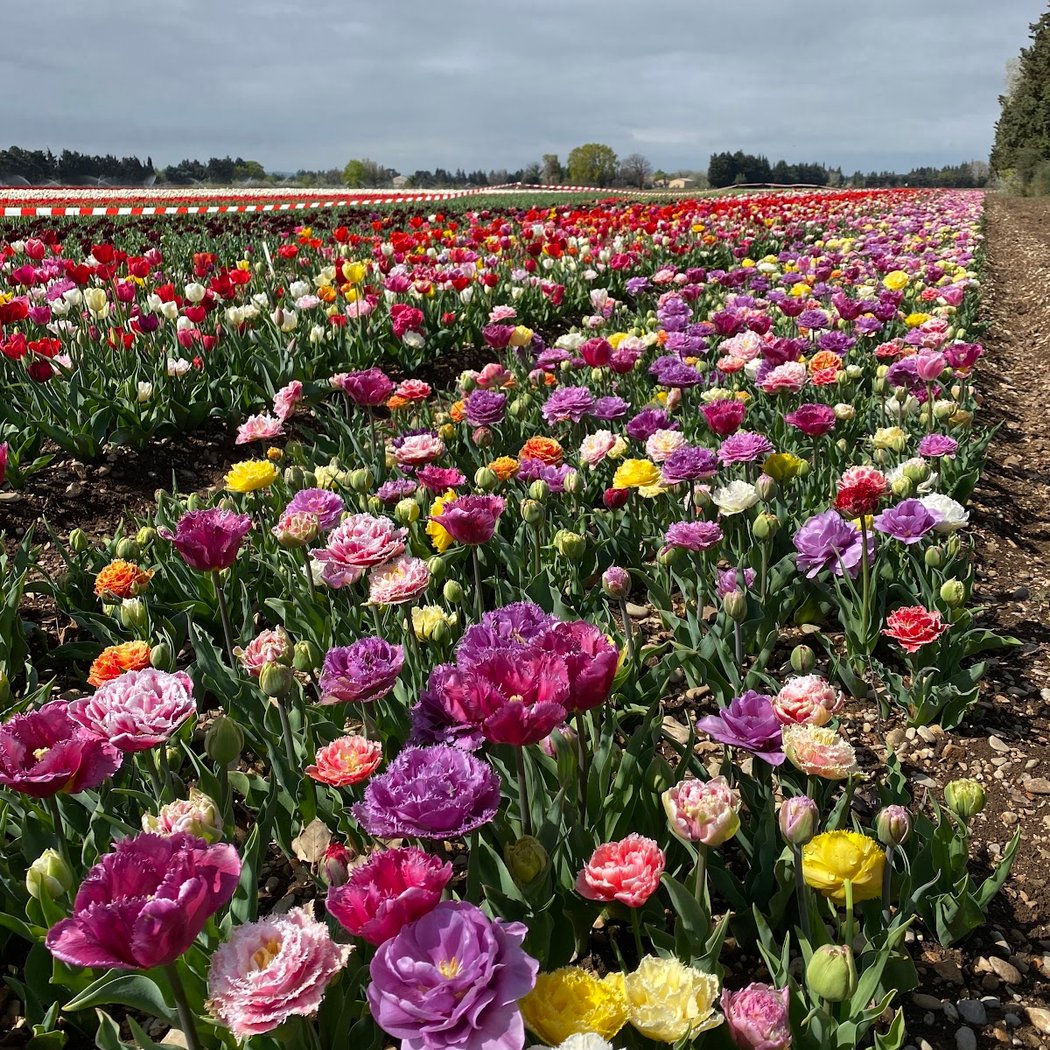 Champs Tulipes Jonquières Provence 4