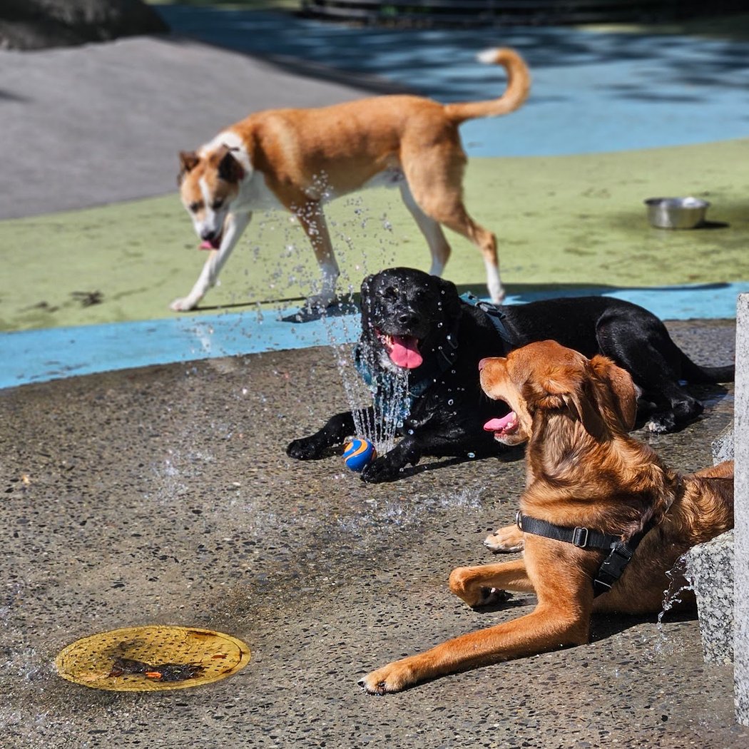 Chelsea Waterside Dog Park 1