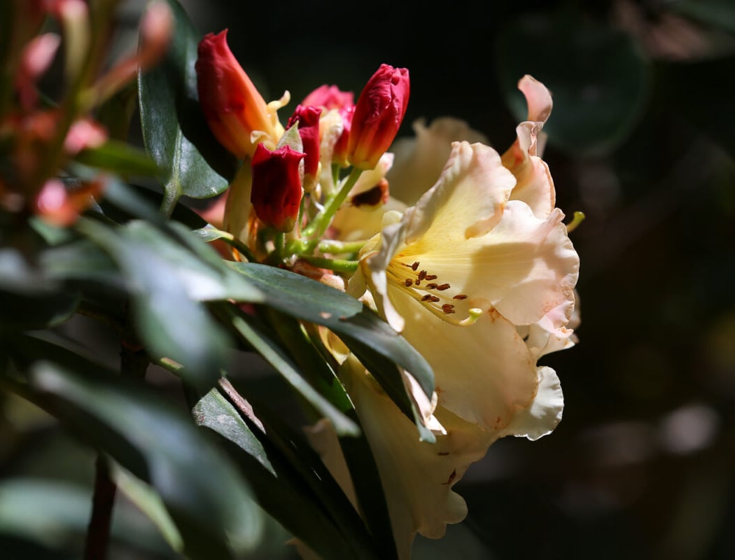 Botanica Nursery and Gardens 3