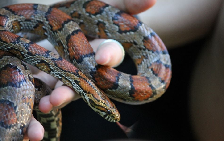 Meet & Greet: Snakes 2