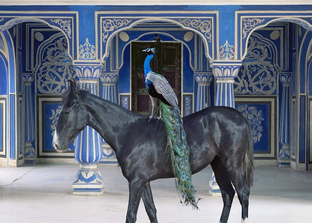 Karen Knorr au musée Delacroix 1