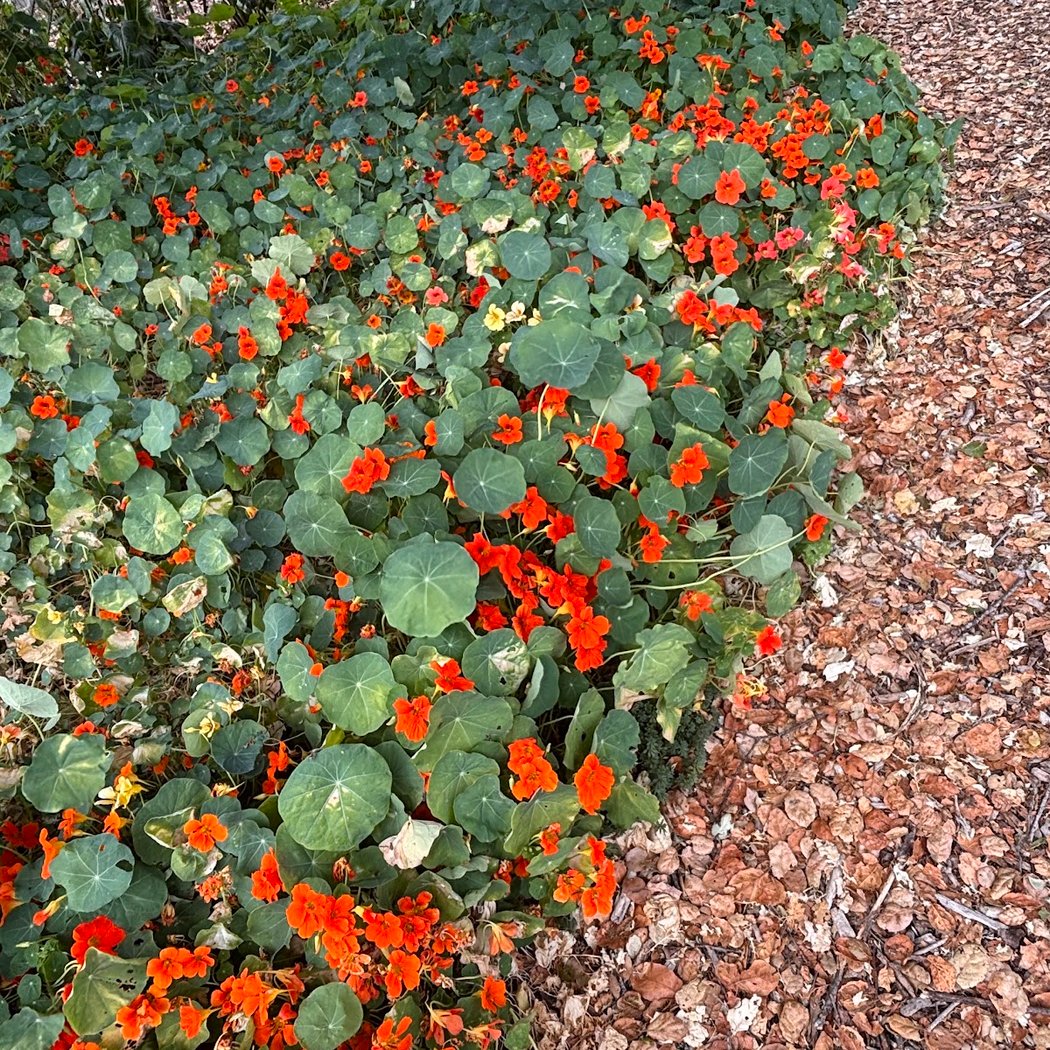 PADG Open Garden Saturdays 1