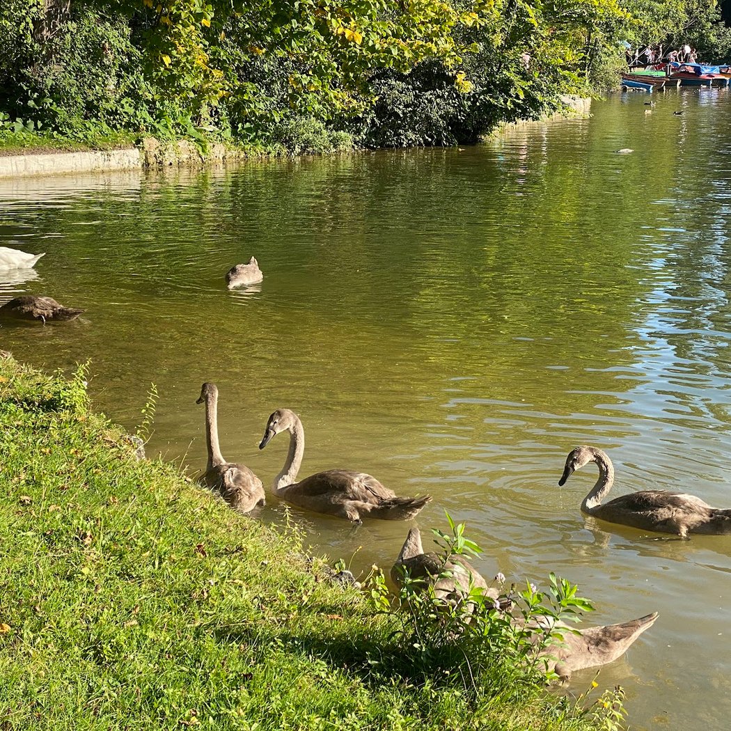 Kleinhesseloher See 3