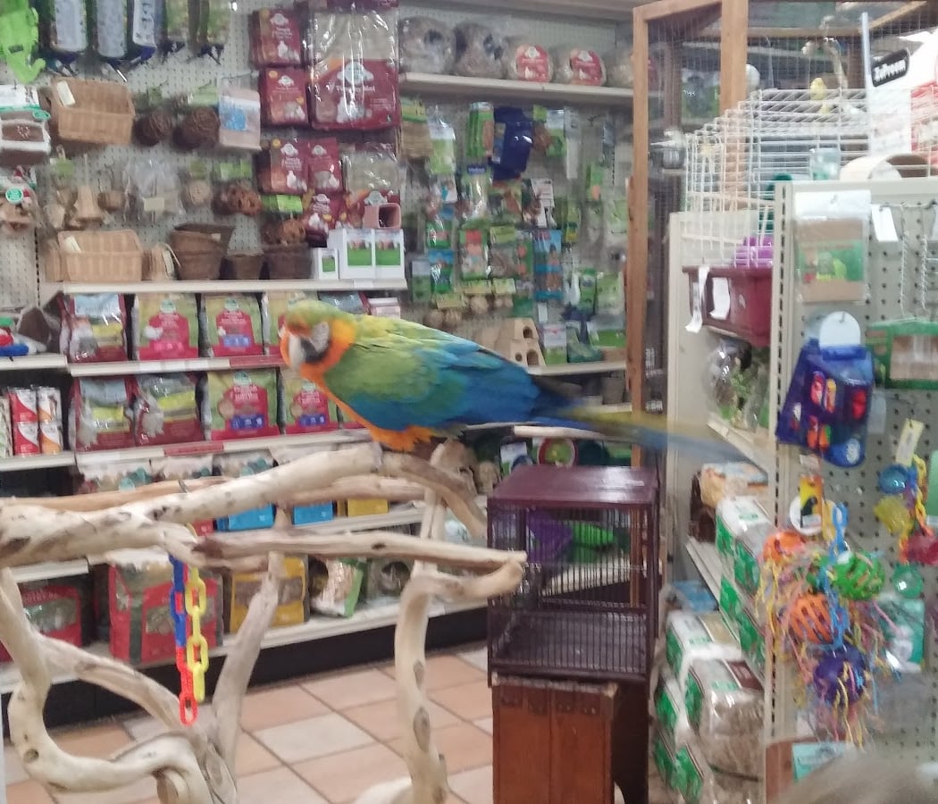 Your Basic Bird 3