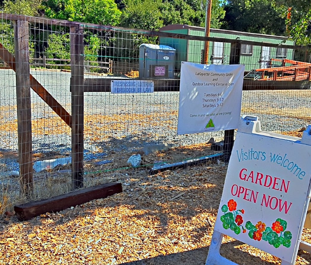 The Wed Great Tomato Plant Sale 3