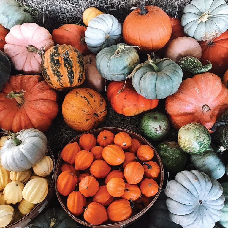 Pumpkin Patch 3