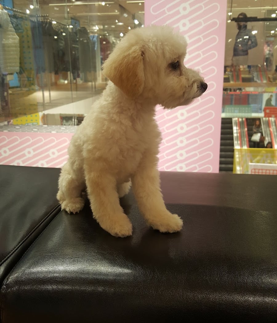 Posh Pooch 3