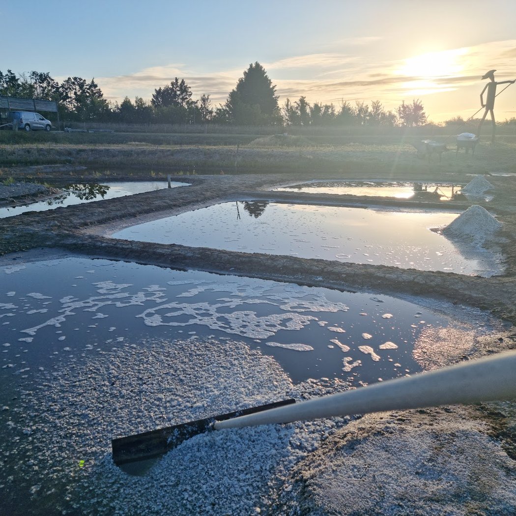 Salt marsh of Mornac sur Seudre 1