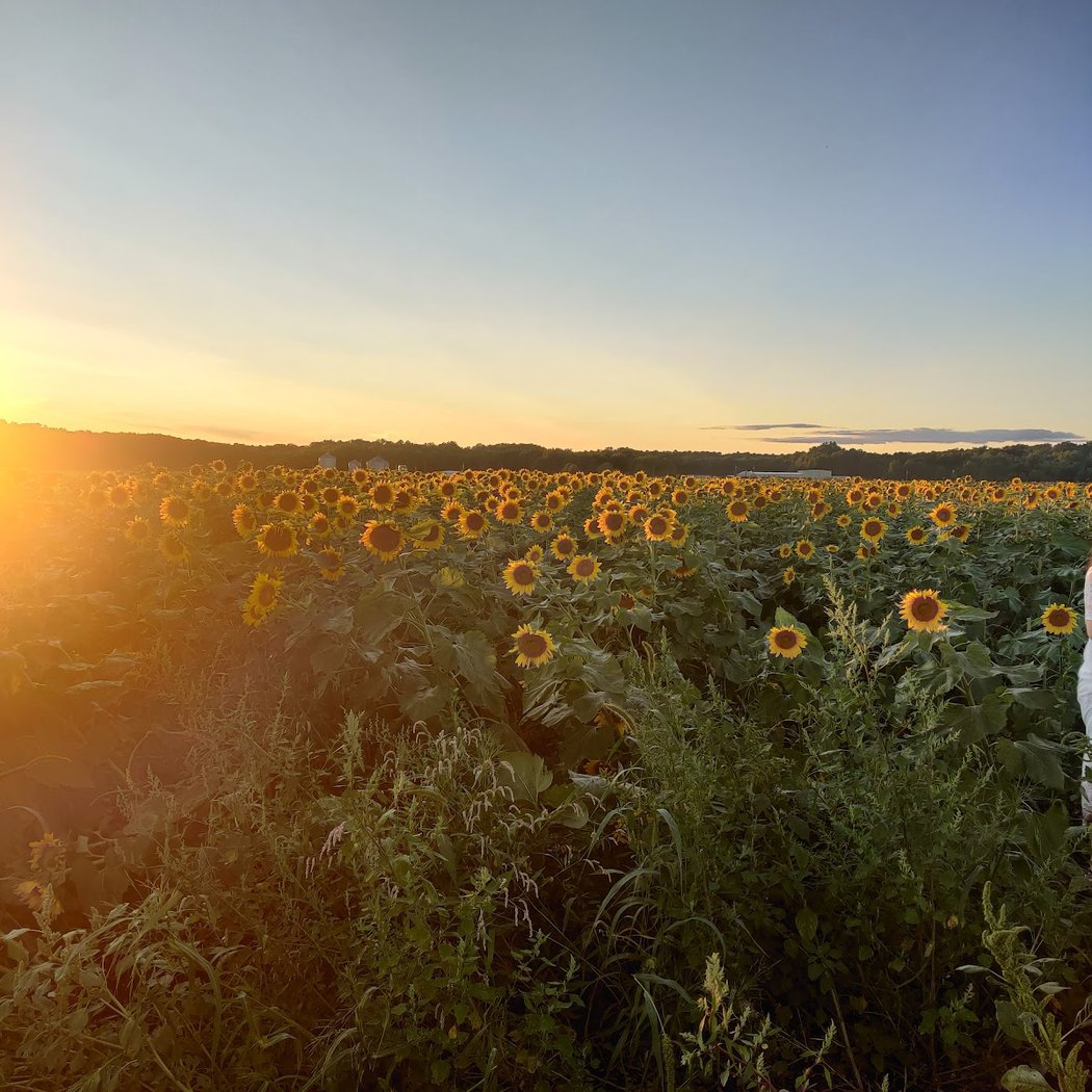 Sunflower Valley Farm 4