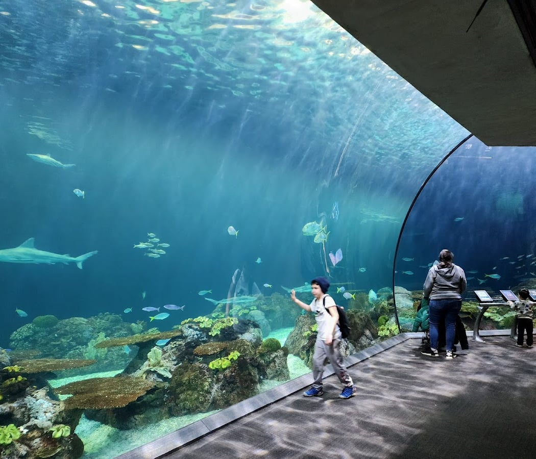 Shedd Aquarium 1