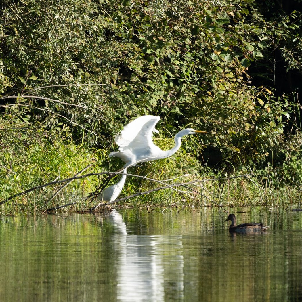 Réserve naturelle régionale du Grand-Voyeux (Pêche strictement INTERDITE) 4