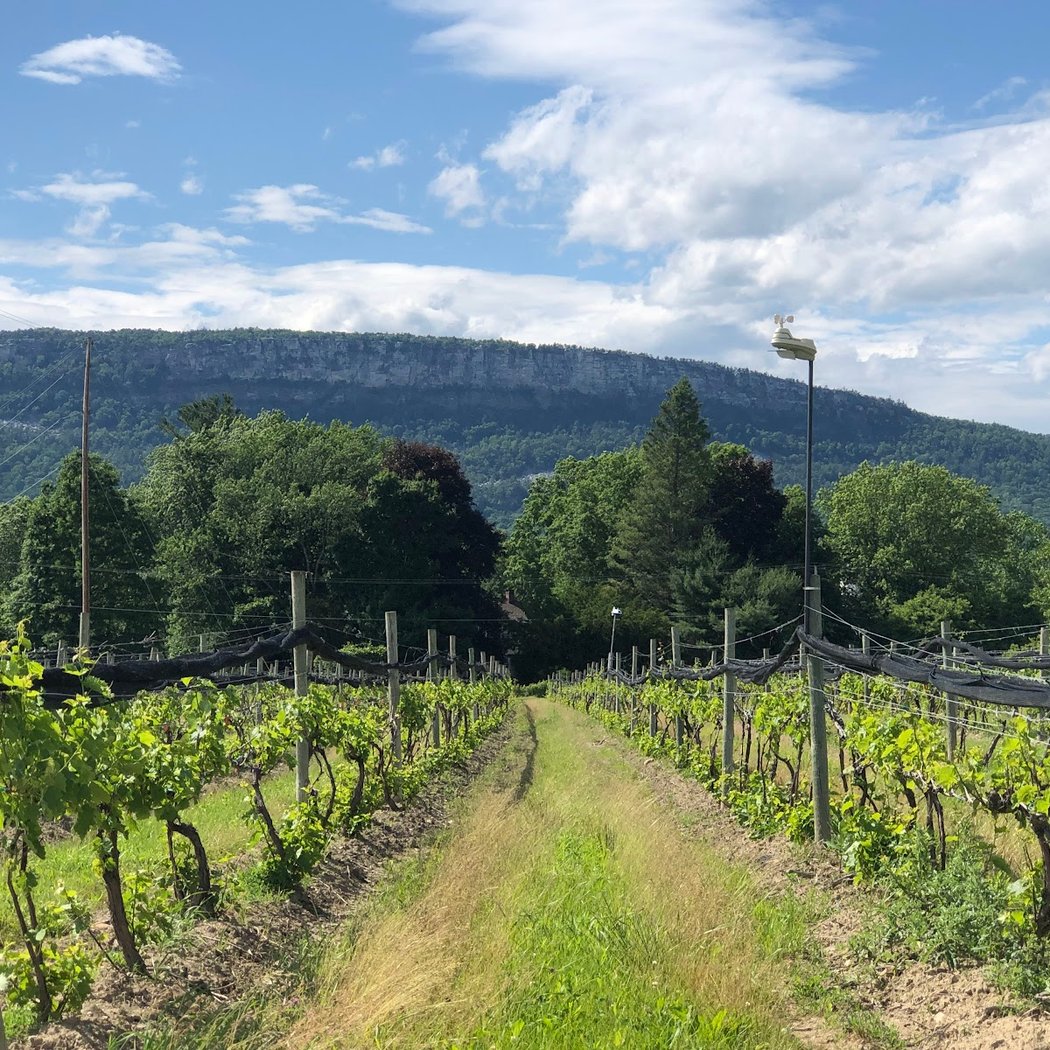 Whitecliff Vineyard & Winery 3