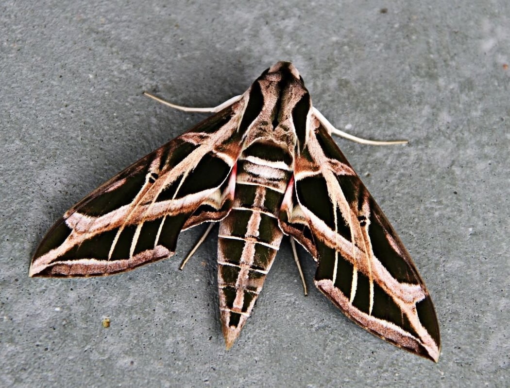 Moth Night at TAG 2