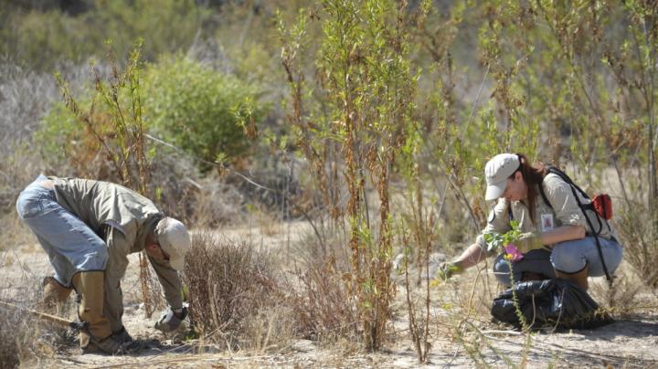 Open Space Invaders: Invasive Plant Removal 1