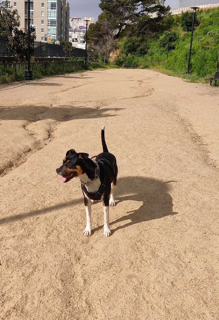 Rincon Hill Dog Park 1