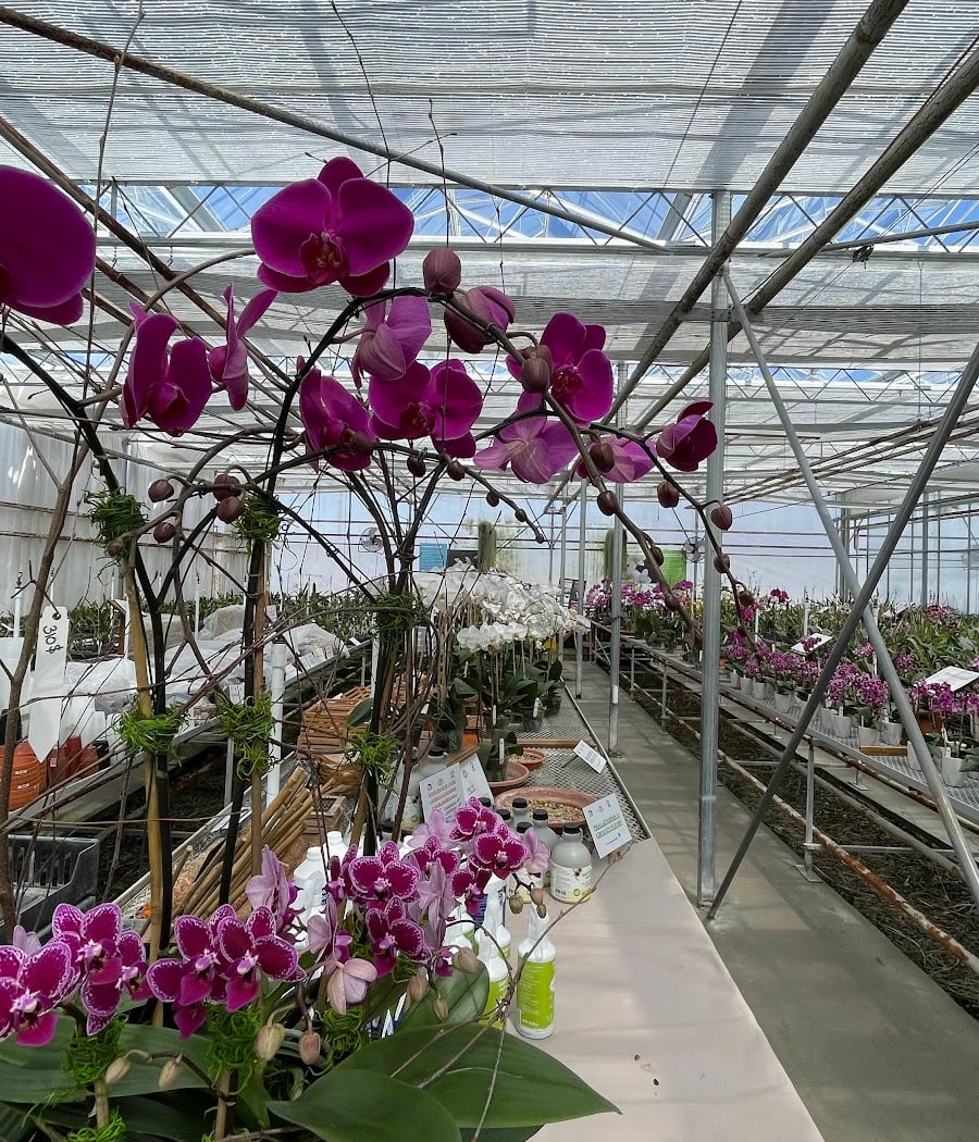 Paradis Des Orchidées (Le) 2