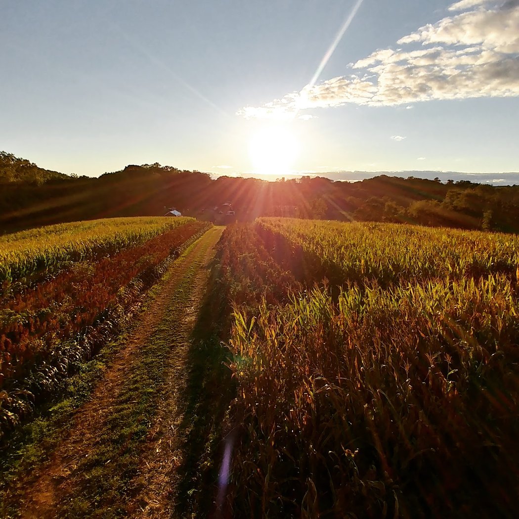 Ramsey’s Farm 3