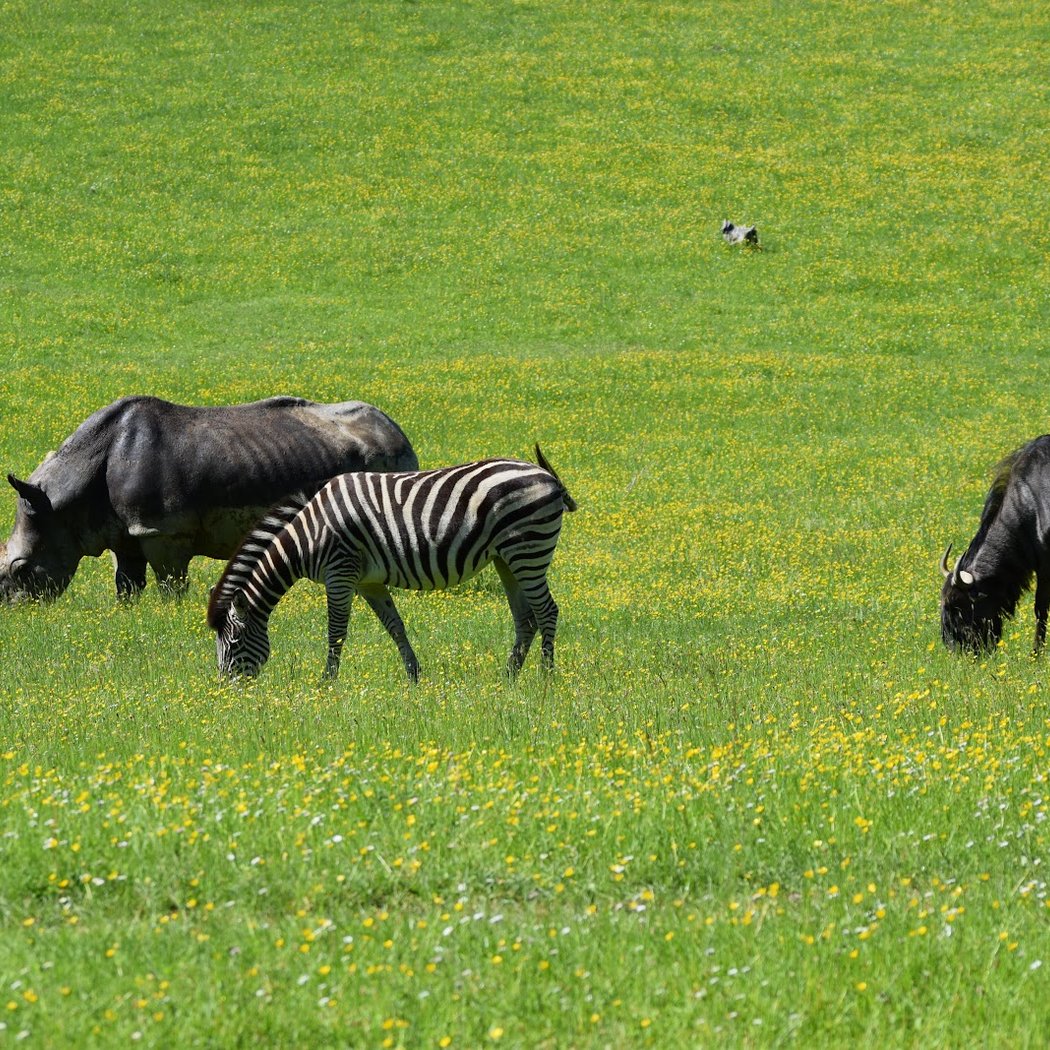 Park Zoo Reynou 1